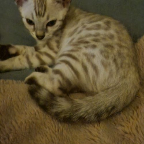 Chaton snow lynx #7