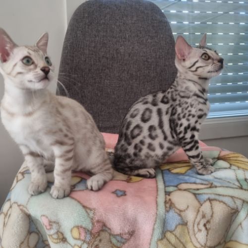 Chaton snow lynx #8