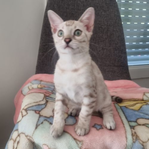 Chaton snow lynx #9