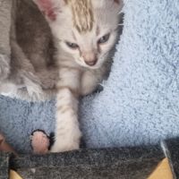 Chaton snow lynx #4