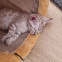 Chaton snow lynx #5