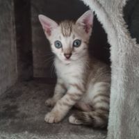 Chaton snow lynx