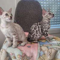 Chaton snow lynx #8