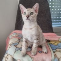 Chaton snow lynx #9