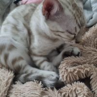 Chaton snow lynx #10