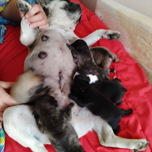 Chiot bouledogue français #2