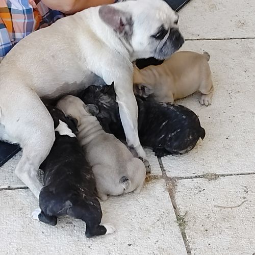 Chiot bouledogue français #0