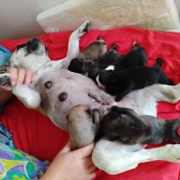Chiot bouledogue français #1