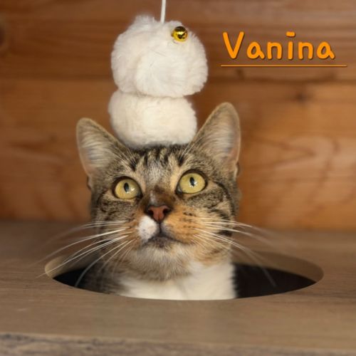 Petite vanina