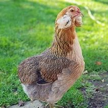 Poule araucana aux oeufs bleu :-) #2