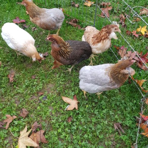 Poule araucana aux oeufs bleu :-) #3