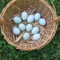 Poule araucana aux oeufs bleu :-)