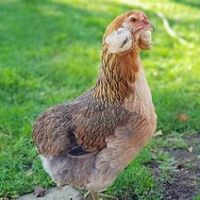 Poule araucana aux oeufs bleu :-) #2