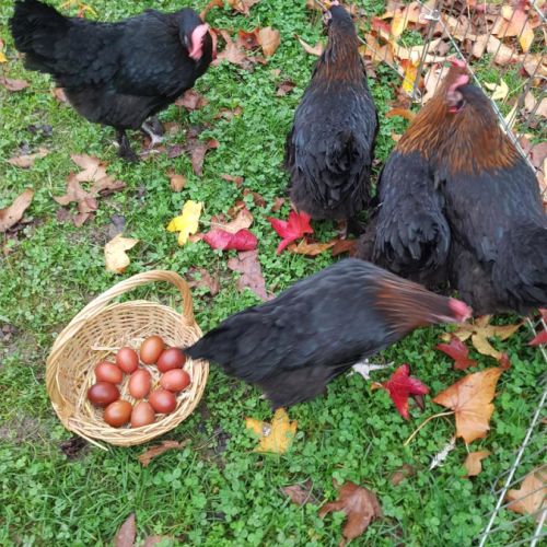 Poule marans aux oeufs couleur chocolat #1