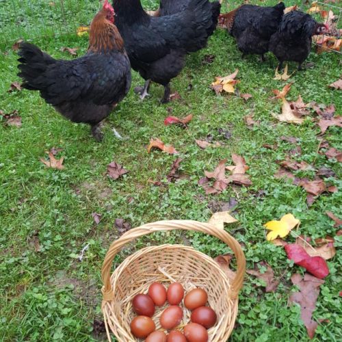 Poule marans aux oeufs couleur chocolat