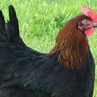 Poule marans aux oeufs couleur chocolat #2