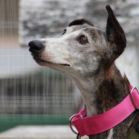 Penelope, galga de 11 ans qui rêve d'une famille #0