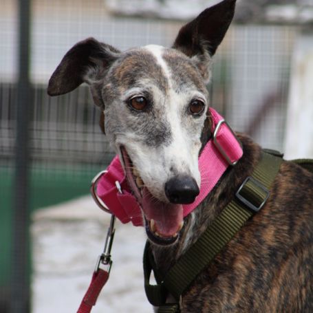 Penelope, galga de 11 ans qui rêve d'une famille #3
