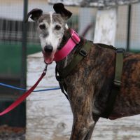 Penelope, galga de 11 ans qui rêve d'une famille #1