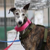 Penelope, galga de 11 ans qui rêve d'une famille #4
