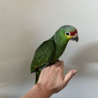 Amazone à front rouge eam de 2026 #2