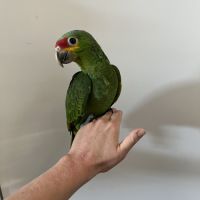 Amazone à front rouge eam de 2026 #0