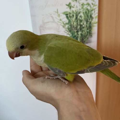 Conure veuve de 2026 #1