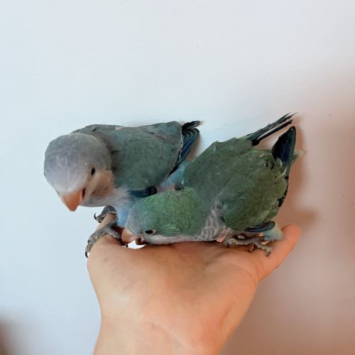 Conure veuve de 2026 #4