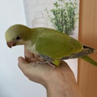 Conure veuve de 2026 #1