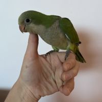 Conure veuve de 2026 #2