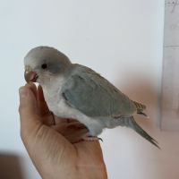 Conure veuve de 2026