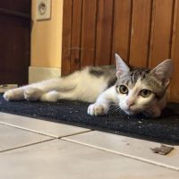 Nyx cherche sa famille #3