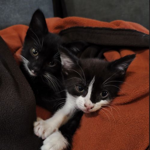 Caline #1
