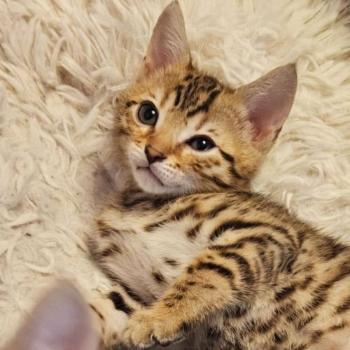 Chaton bengal #1