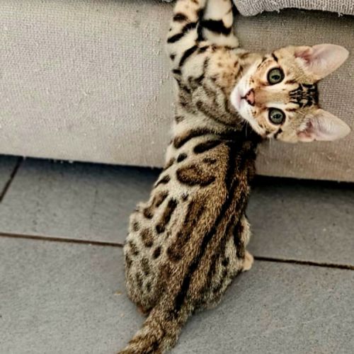 Chaton bengal