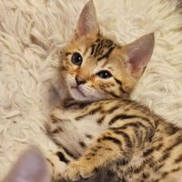 Chaton bengal #1