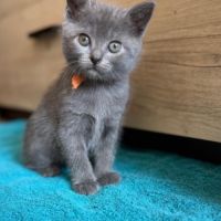 Chaton chartreux