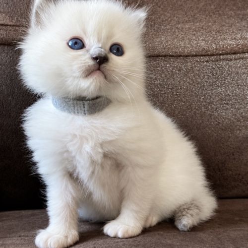 Chaton ragdoll loof #2