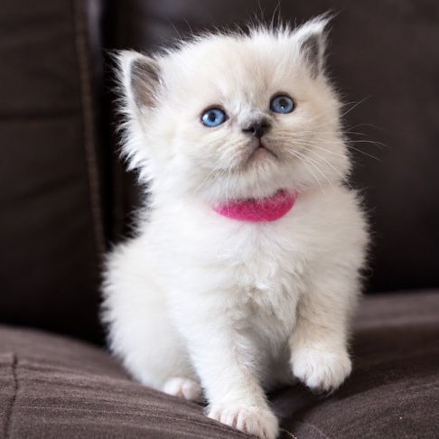 Chaton ragdoll loof #0