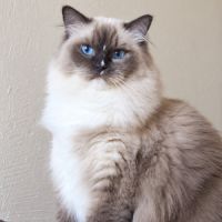 Chaton ragdoll loof #1