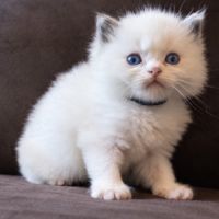 Chaton ragdoll loof #3