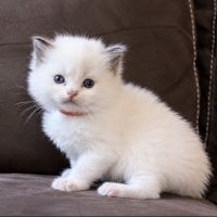 Chaton ragdoll loof #4