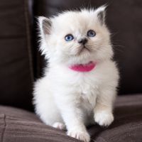 Chaton ragdoll loof