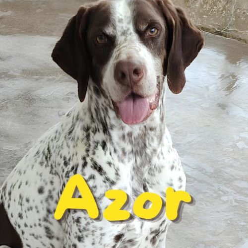 Azor - un chien qui n'a pas de défaut 😍 #0