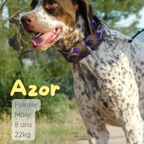 Azor - un chien qui n'a pas de défaut 😍 #3