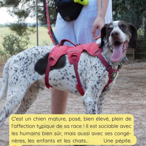 Azor - un chien qui n'a pas de défaut 😍 #5