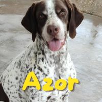 Azor - un chien qui n'a pas de défaut 😍