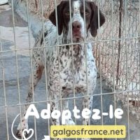 Azor - un chien qui n'a pas de défaut 😍 #4