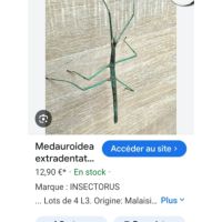 Phasme à donner #1