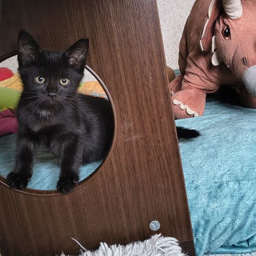 Eloi - adorable chaton #1